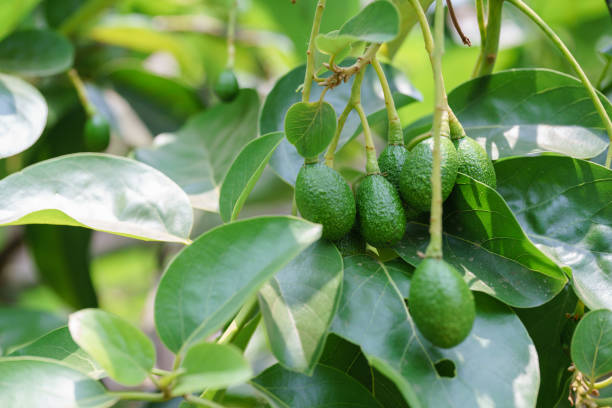 istock Peterson avocado fruit on the three months old tree. 1482538846