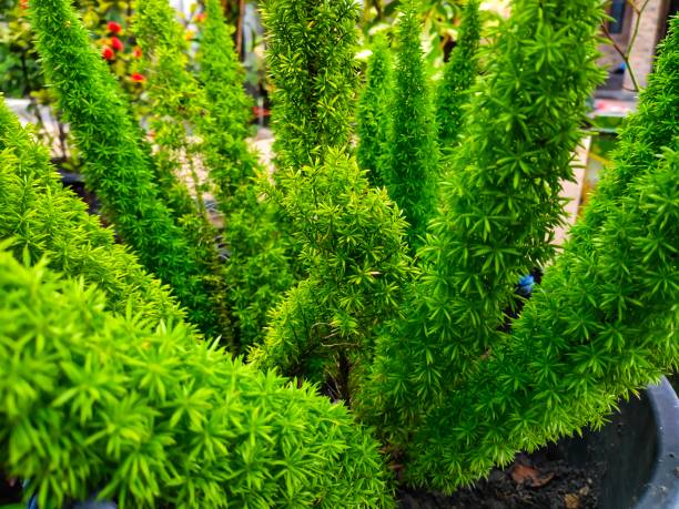 istock green plant of nature 1482540758