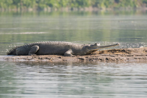 gharial - gavial photos et images de collection