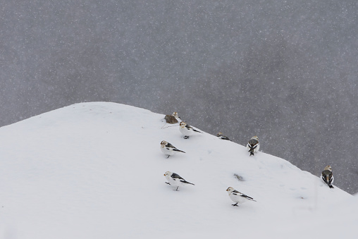Snow bunting (Plectrophenax nivalis) flock sitting in the snow in heavy snowfall in early spring.