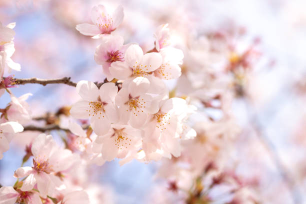 Cherry blossoms in full bloom with beautiful pink