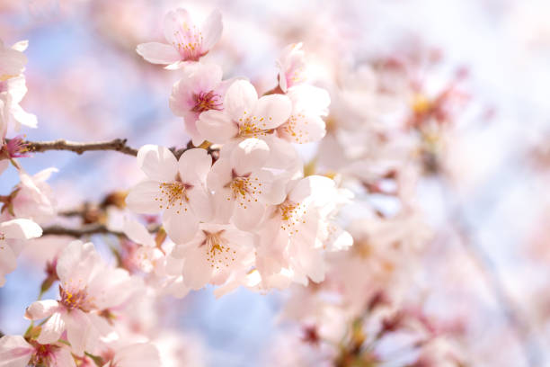 Cherry blossoms in full bloom with beautiful pink stock photo