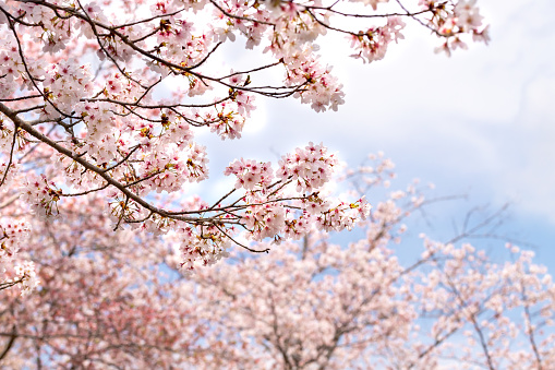 The almonds blossoms in the orchard with green grass in the middle of the rows