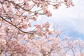 Cherry blossoms in full bloom with beautiful pink