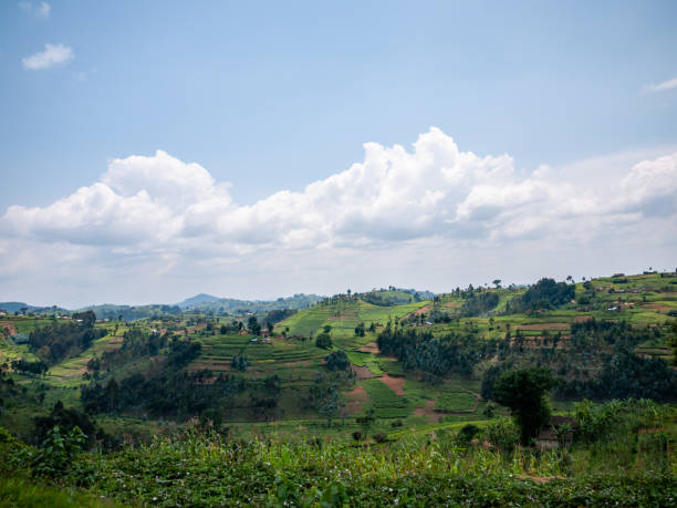 a scenery of agricultural fields above hills