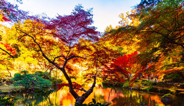 istock Autumn Colours near Tokyo 1482551672