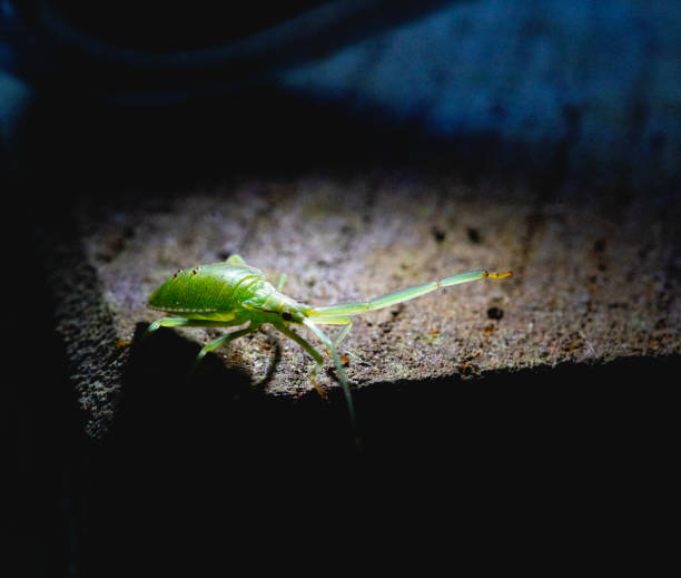 istock Green fairy on stage 1482556869