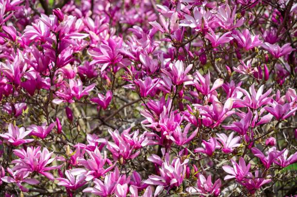 istock Magnolia tree flowers lush pink floral background 1482556875