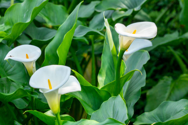 istock close up, spring, calla lily park, white calla lily, calla lily, flowers 1482557014