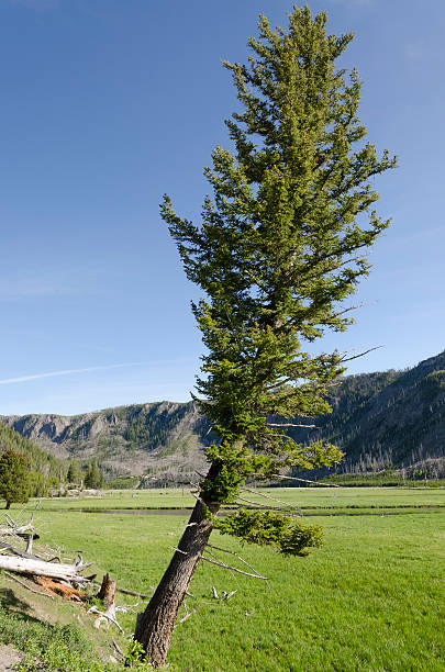 istock Yellowstone National Park 148255858