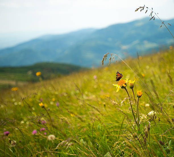 Butterfly on a flower in the sun