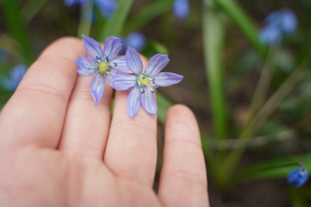 istock Womans hands gently touch of snowdrops close-up. Top view. Selective focus 1482559209