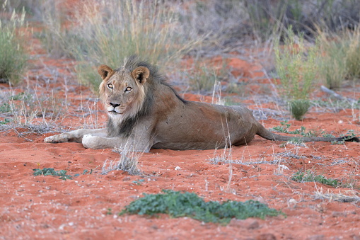Male lion on a dune in the Kgalagadi Transfrontier park at Kij Kij, Kalahari