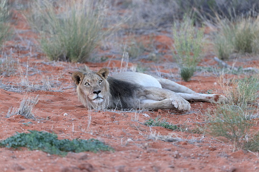 The Kalahari lion is a sub-species that behaves and looks different from other lions as a result of its adaptation to the Kalahari environment.