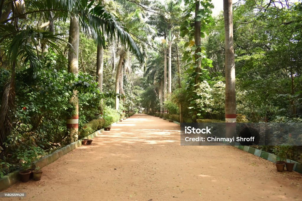 A closeup picture of a mud path in a botanical park in India with tall Palm trees A closeup picture of a mud path in a botanical park in India with tall Palm trees or roystonea Beach Stock Photo