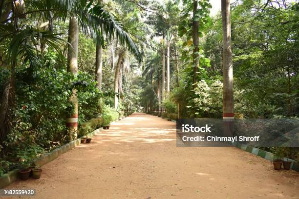 A Closeup Picture Of A Mud Path In A Botanical Park In India With Tall Palm Trees Stock Photo - Download Image Now