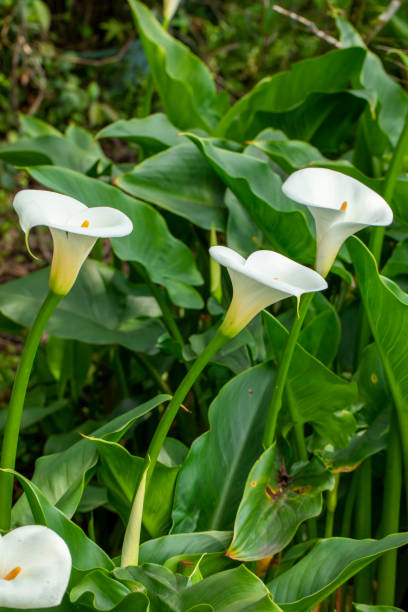 istock close up, spring, calla lily park, white calla lily, calla lily, flowers 1482559511