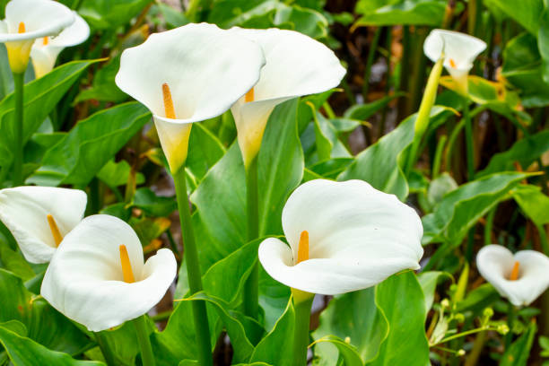 istock close up, spring, calla lily park, white calla lily, calla lily, flowers 1482559512