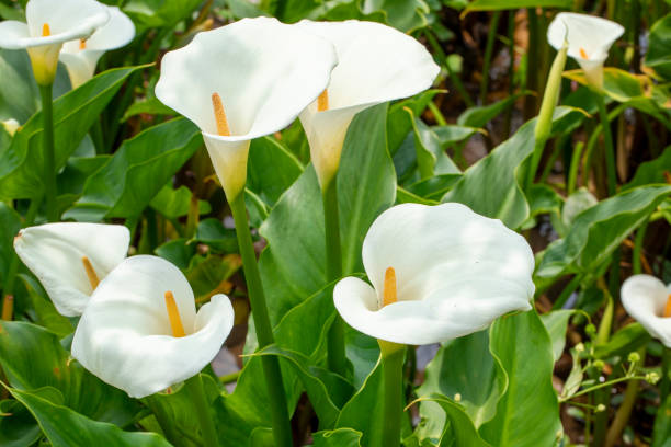 istock close up, spring, calla lily park, white calla lily, calla lily, flowers 1482559521