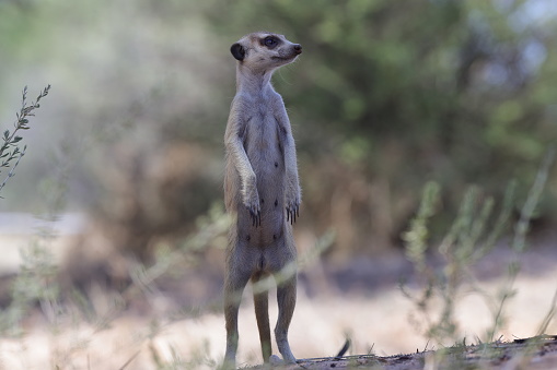 Meerkat, aka suricate, sitting upright on the tree trunk and watching around on alert