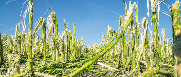 hagelsturm und starkregen zerstörten ein maisfeld - crop damage stock-fotos und bilder