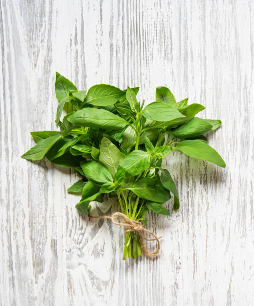 istock Fresh basil  herbs in a bunch. Aromatic healthy spices on a light wooden background. 1482563162