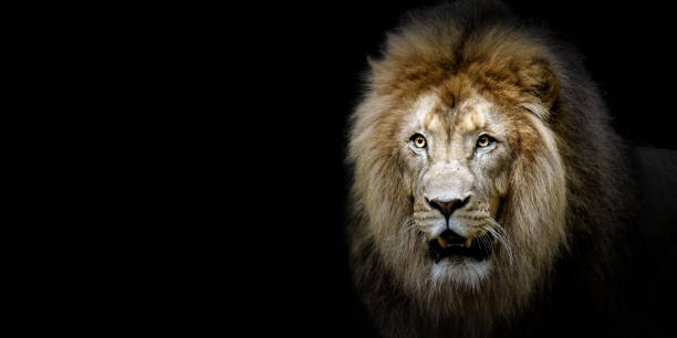istock beautiful lion on a black background 1482563878