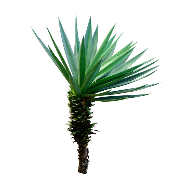 Agave plant isolated on a white background with,cutting path