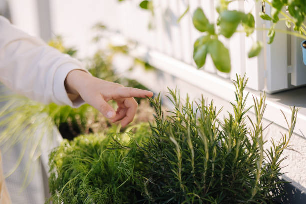 Close-up of child hand show rosemary bush outdoor. Gardening Close-up of child hand show rosemary bush outdoor. Gardening . High quality photo banana tree stock pictures, royalty-free photos & images