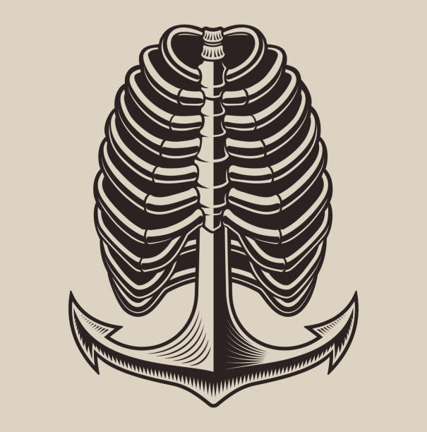 Vector illustration of a ribs skeleton with anchor Vector illustration of a ribs skeleton with anchor on a light background clip art of rib cage stock illustrations
