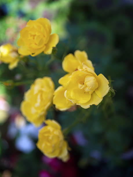 istock Rosa 'Blythe Spirit' 1482567277