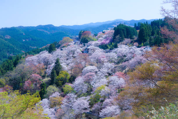magnifique célèbre spot de cerisiers en fleurs à mount yoshino au japon - cherry tree morning sunlight sunny photos et images de collection