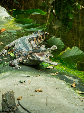 Half-frontal full-length view of a Sunda Gavial (lat: Tomistoma schlegelii) with wide-open, long, pointed teeth and mouth.