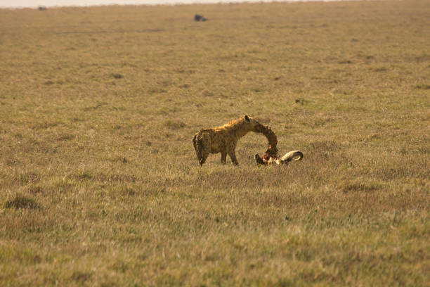 Wildlife viewing in Ngorongoro Crater. Tanzania. Safari, Africa.