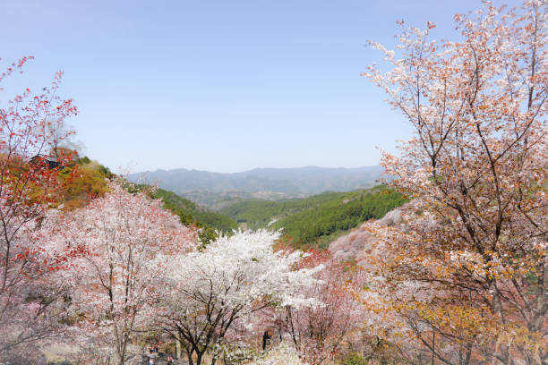 istock Beautiful Famous Cherry Blossoms Tree Spot in Mount Yoshino Japan 1482573904
