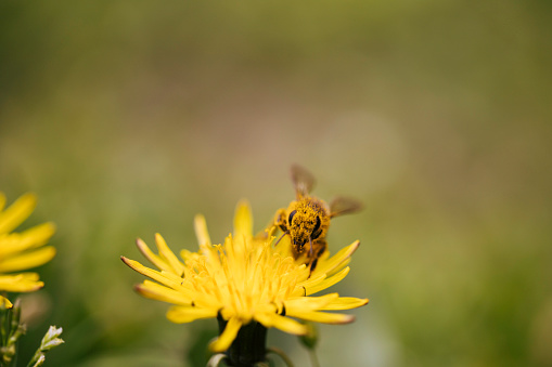 bee on dandelion