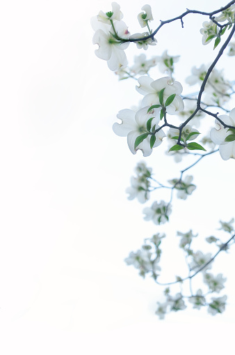 White flowers of jasmine on white isolated background
