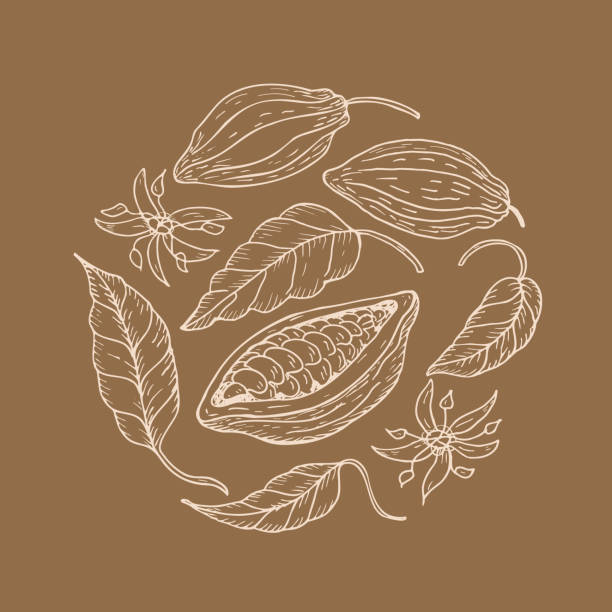 Cocoa. Hand drawing Cocoa beans, sketch of leaves, flowers and cocoa tree. Organic product. Doodle sketch for cafe, shop, menu. Parts of plants. For label, logo, emblem, symbol.Vector illustration Cocoa. Hand drawing Cocoa beans, sketch of leaves, flowers and cocoa tree. Organic product. Doodle sketch for cafe, shop, menu. Parts of plants. For label, logo, emblem, symbol, card, poster threshing stock illustrations