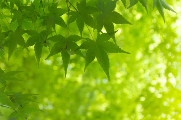 istock Close Up of Green Maple Leaves 1482583732
