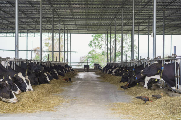 istock Dairy livestock farm. 1482583742