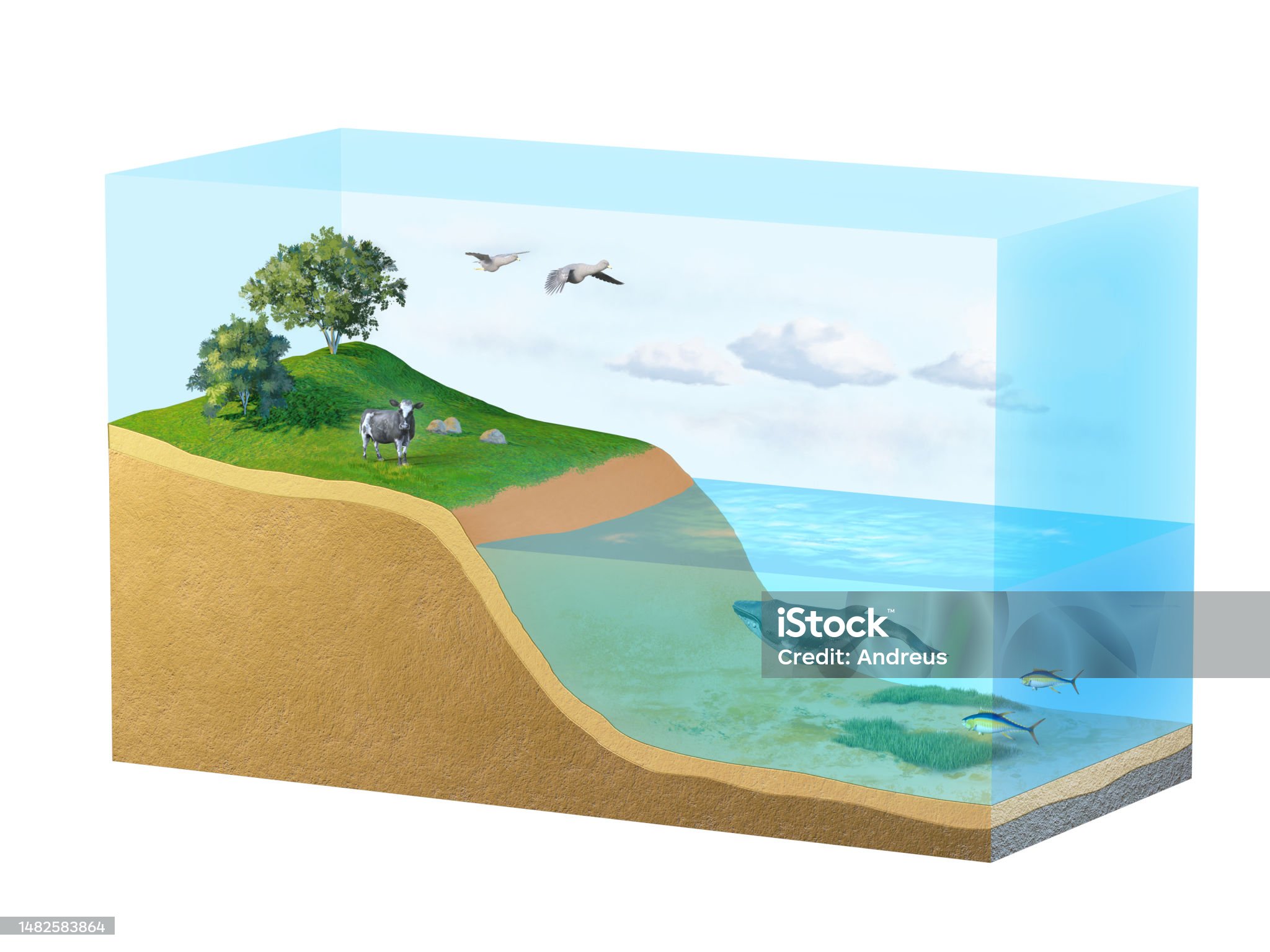Ecosystem food web diagram