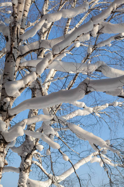 Tree branches covered with snow. Winter road in a snowy forest, tall trees along the road. There is a lot of snow on the trees. Beautiful bright winter landscape. Winter season concept.