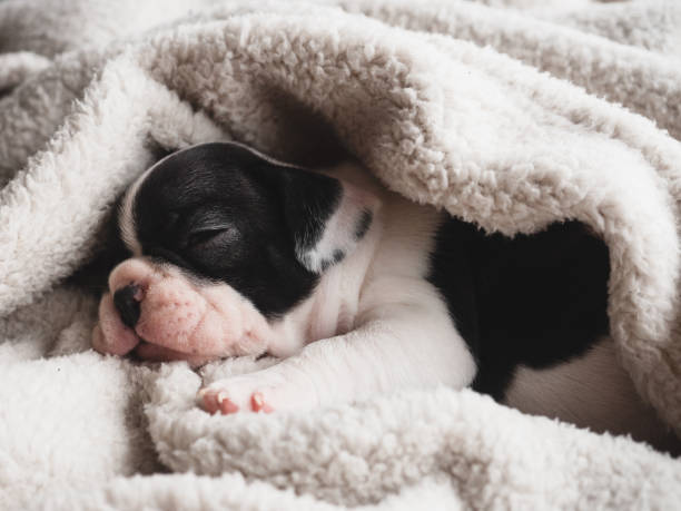istock Lovable, pretty puppy lying on the windowsill 1482586141