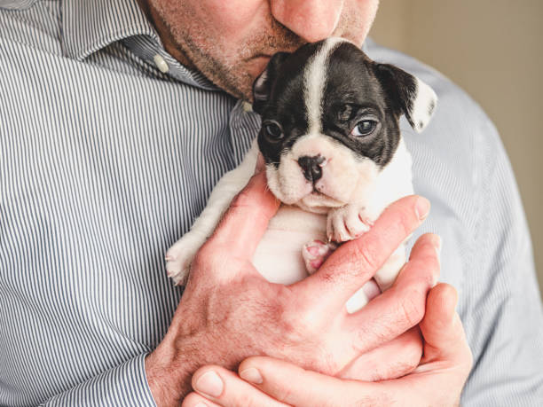 istock Lovable, pretty puppy and male hands. Studio photo 1482586148