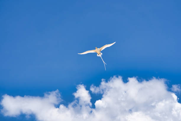 Endemic white-tailed tropic bird of Seychelles, flying, Mahe Seychelles 5 Endemic white-tailed tropic bird of Seychelles, flying, Mahe Seychelles 5 red tailed tropicbird stock pictures, royalty-free photos & images