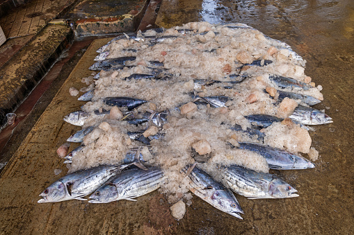 Large pile of bonito tuna fish covered with ice at the fish market in Negombo which is the largest fish market in Sri Lanka and are supplying the capital Colombo with fresh fish every day