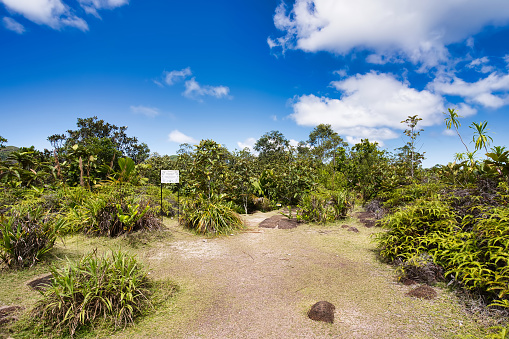 Tea tavern walk, restoration area, ferns Mahe Seychelles