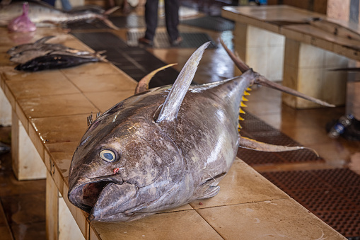 Yellowfin tuna fish at the fish market in Negombo which is the largest fish market in Sri Lanka and are supplying the capital Colombo with fresh fish every day