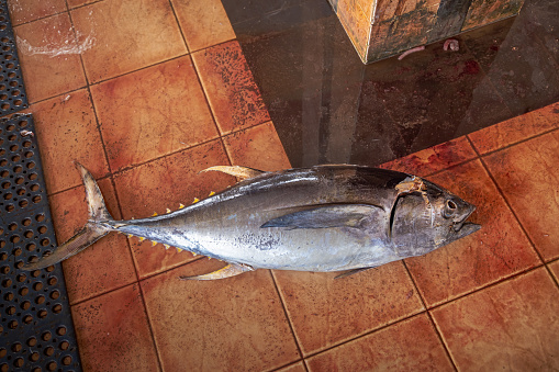 Yellowfin tuna fish at the fish market in Negombo which is the largest fish market in Sri Lanka and are supplying the capital Colombo with fresh fish every day