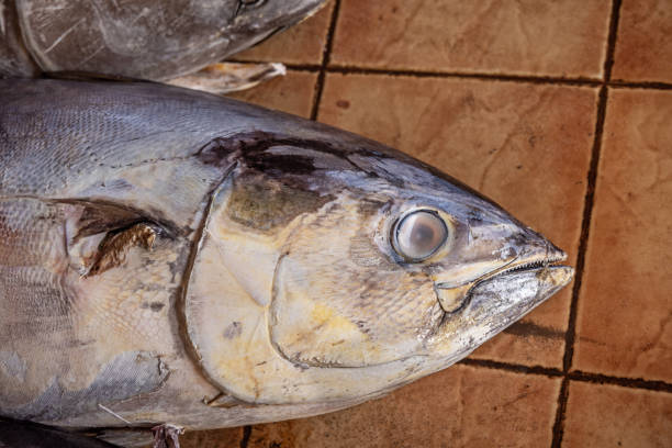 cabeza de un atún aleta amarilla en una lonja - big eye tuna fotografías e imágenes de stock